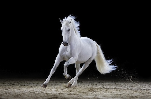 Pferd